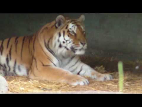 Mother Elephant Panang mourns her dead Baby Jamuna Toni - Tiger Nurejev and others