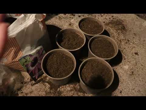 Βίντεο: Πληροφορίες για την άνθηση της μπάμιας - Διαχείριση άνθης μπάμιες και φρούτων