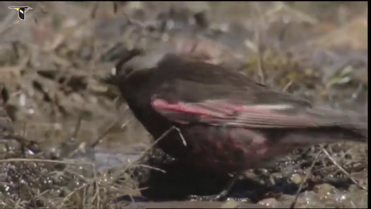 A Black Rosy-Finch foraging