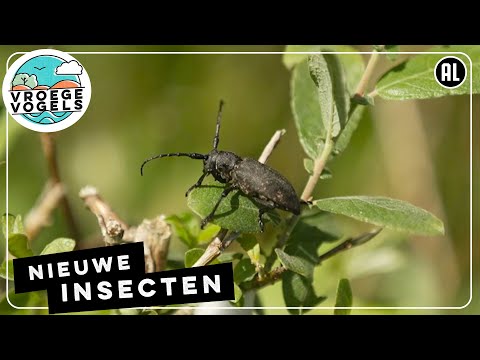 Nieuwe insecten in de Weerter Kempen 