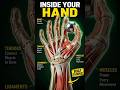Hand Anatomy in Motion: Inside hand Bones, Muscles in Action Bones, Muscles &amp; Grip