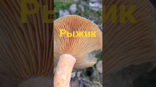 самый вкусный гриб. Рыжик. rizec pravý. #mushroom #чехия #грибы #грибочки #лесной