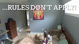 Speedy the Whippet and Willowkins: What Happens When You Aren’t Home