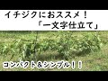 イチジクにおススメ！　一文字仕立ての仕立て方