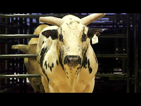 These superstar bucking bulls are worth up to $500,000