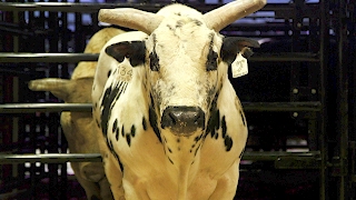 The professional bull riders organization, also known as pbr, recently
visited madison square garden in new york. part of pbr's built ford
tough series, ...