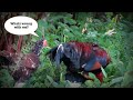 Roosters Mating Drama | Chicken Funny 😂