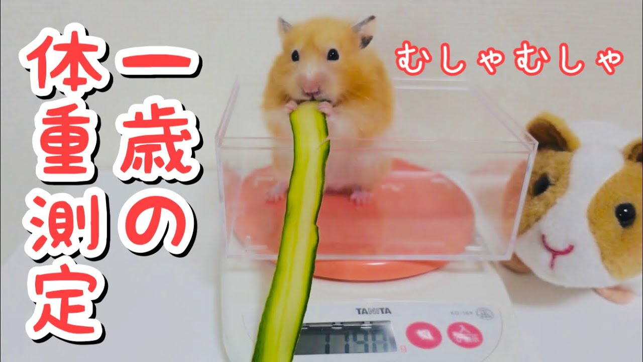 体重測定 一歳のハムスターと餌の量はどれくらい Youtube