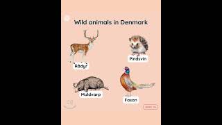 Wild animals in Denmark #danishpronunciation #danishvocabulary #pronunciation #dansk
