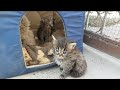 Confused kittens finally out for the 1st time but theyre amazed and scared