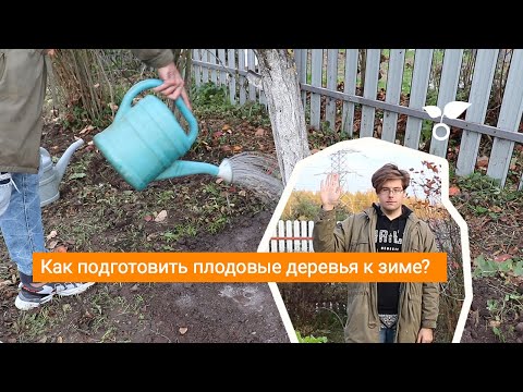 Как подготовить плодовые деревья к зиме?