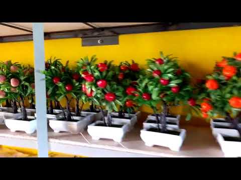  Viral  cara menata tanaman pot  buah dan bunga  ditoko YouTube