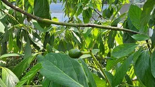 Let's Hunt For Avocado's #tree #fruit #nature