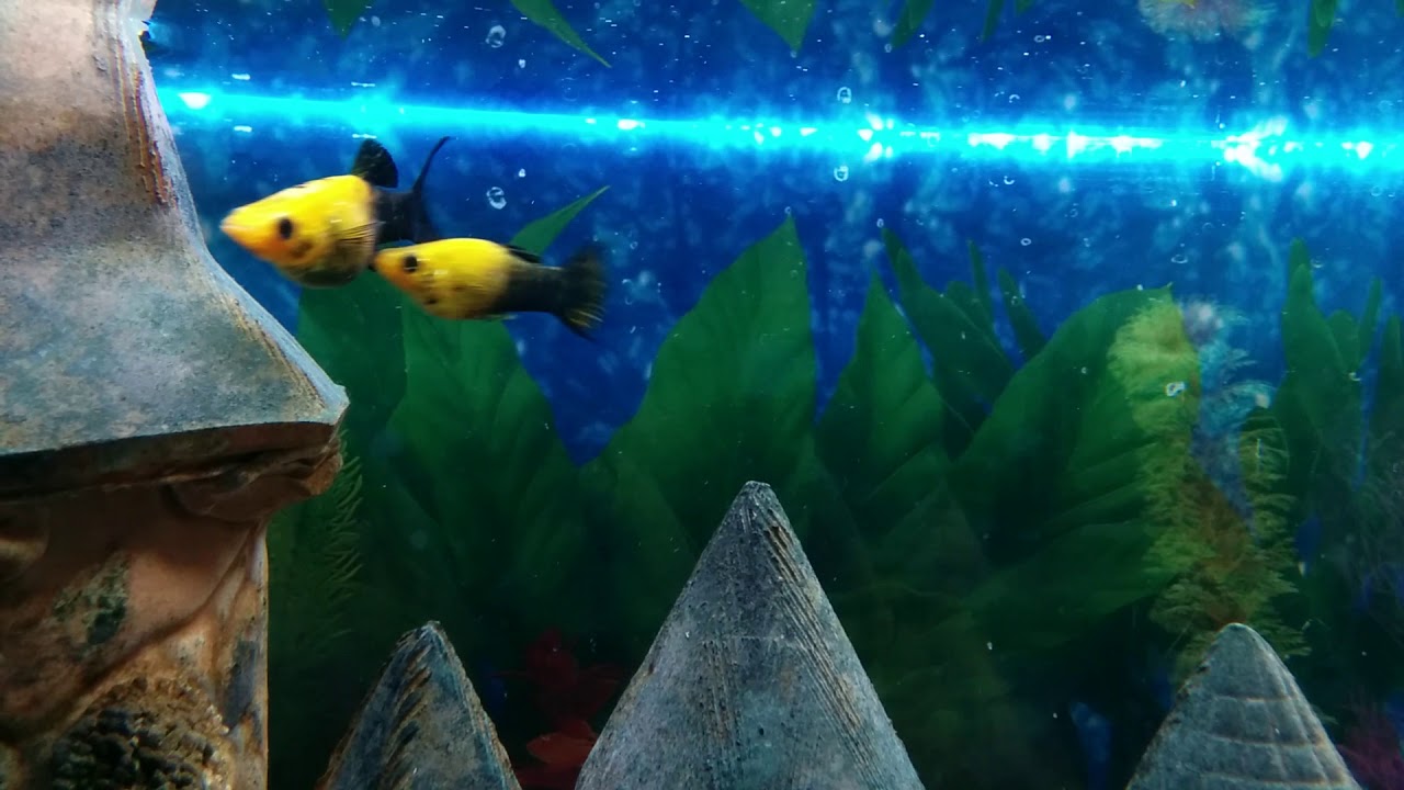 Самец и самка моллинезии в аквариуме