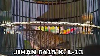 PIYIKAN PERKUTUT BANGKOK SUARA PROSPEK PRODUK JIHAN BIRD FARM