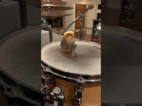 Video: Hvordan Kalle En Cockatiel