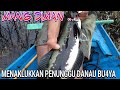 HANYA PEMANCING BER SKILL DEWA BISA PANEN IKAN BABONN CANTIK INI...😂😂🥰😍...