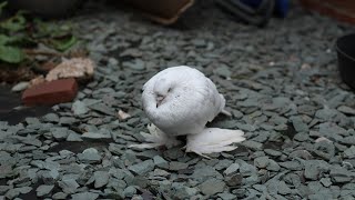 White Pigeon by Furry Friend Coco 108 views 2 years ago 2 minutes, 4 seconds