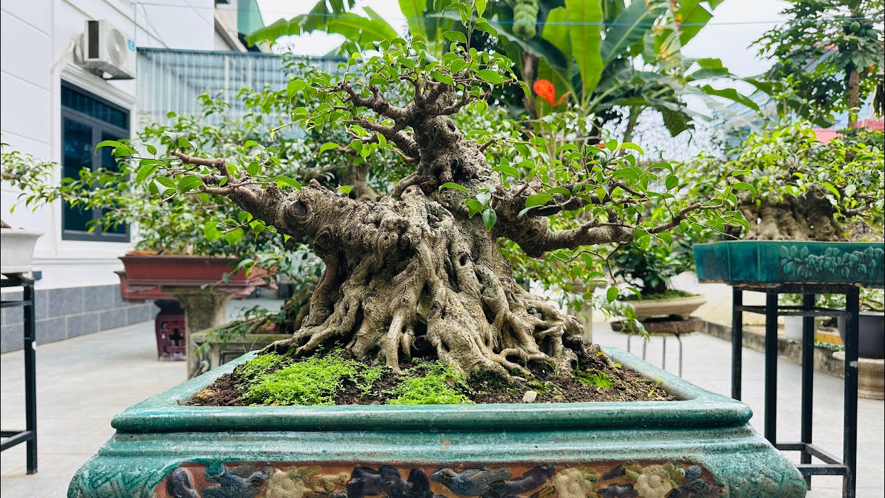 MÙA GIẢI MỚI BẮT ĐẦU - QUÝ VỊ CHỐT ĐƯỢC CÂY NÀO NGON CHƯA?