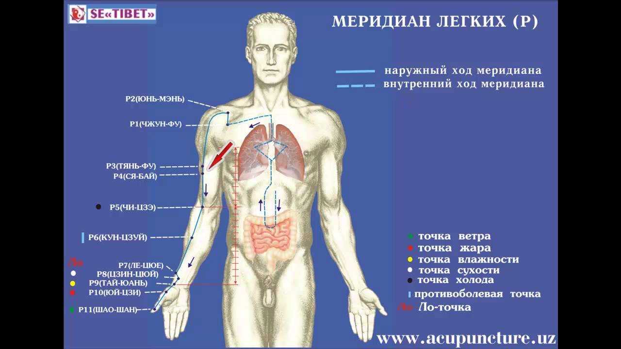 Точек бад. Точки меридиана легких. Точки канала легких. Меридиан легких. Меридиан легких акупунктурные точки.