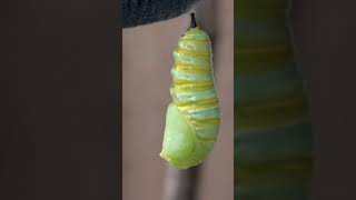 Monarch Caterpillar Timelapse