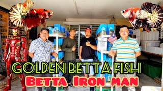 Melawat Golden Betta Fish//Viral Betta Iron Man//Koi Copper//Ikan Padu.