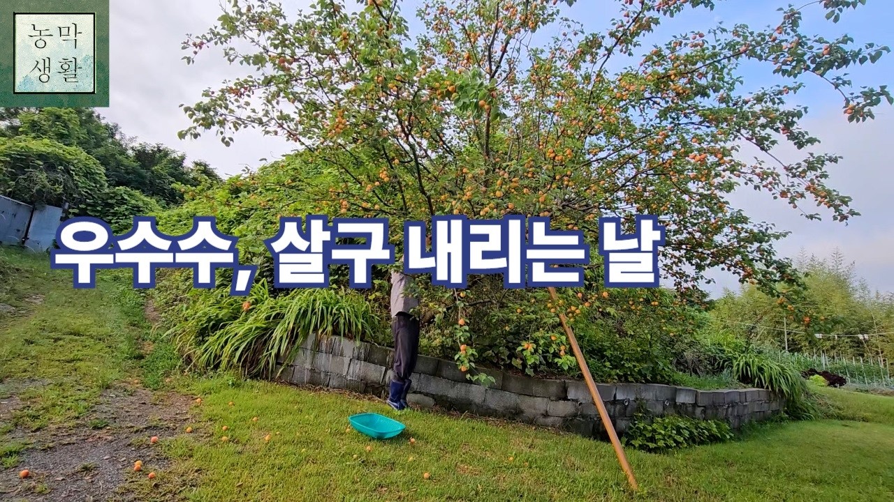 장맛비 내리는 날, 노랭이와 얼룩이 그리고 붉게 익은 살구들