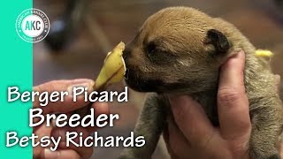 I am a Breeder - Betsy Richards - Berger Picards