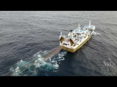 Video: Blue Whiting Fish Solyanka