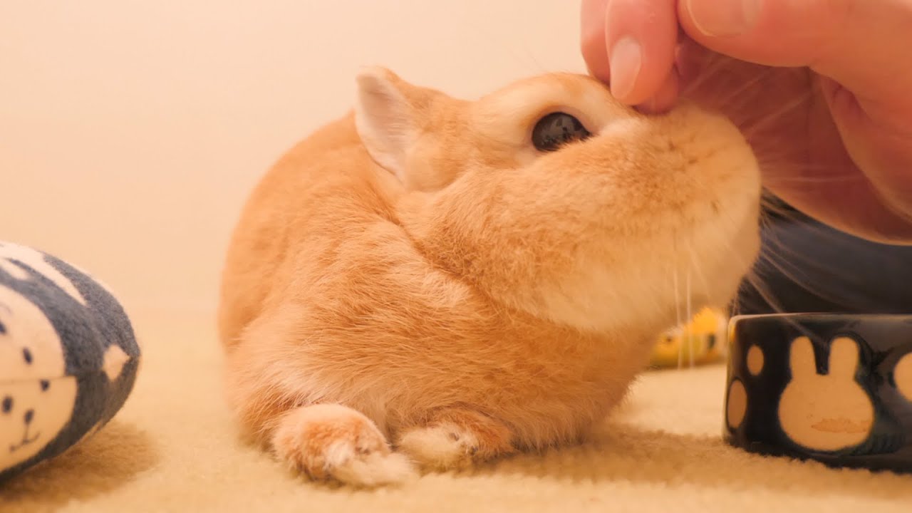 手の中に潜り込んで撫でてと甘えてくるウサギが可愛過ぎました【No.565