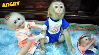 Baby monkey AKA was angry and wanted Dad to punish BonBon for biting his painful hand