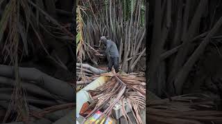 Part 1 bakar udang passin 2025