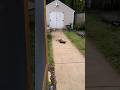 Thomas and Chucky playing rough #cat #shorts