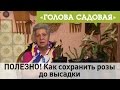 Голова садовая - ПОЛЕЗНО! Как сохранить розы до высадки