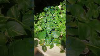نبات اللبلاب أو البوتس  Epipremnum aureum هو من أنجح نباتات الزينة الداخلية