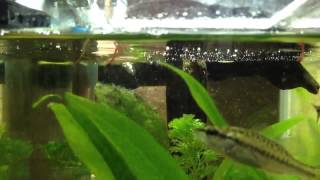 淀川ブラックバス 稚魚 冷凍赤虫を食らう Feeding Black Bass Youtube