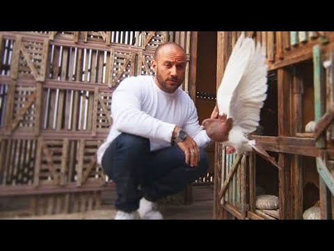 حمام الفنان احمد مكي و ازاى الزاجل بيوصل الرسائل