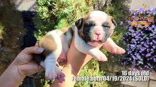 Grand Future American Bulldog Puppy F1  Litter Y  16 days old (SOLD)