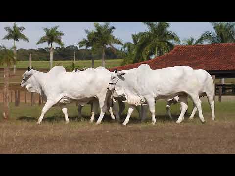 LOTE 11   PACOTE DE PRENHEZ   CLONES DA GAORINA