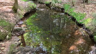 Brook Trout Fishing a MICRO Creek - Trout Fishing in Michigan’s Upper Peninsula by ThreeAnglers Fishing&Hunting 311 views 10 months ago 8 minutes, 24 seconds