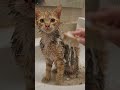 Dirty Street Kitten Gets a Loving Home