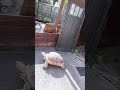 ケヅメリクガメが  おお〜😮🐢(((((((・・;)