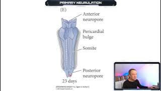 Primary Neurulation - Developmental Biology