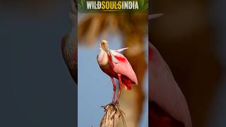 🦩 गुलाबी पंखों वाला रहस्यमयी पक्षी | Roseate Spoonbill की अनोखी दुनिया 🌿 | #shorts #birds #facts