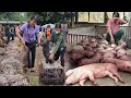Warning: Consequences of mass deaths of pigs due to buying pigs from the market to raise. ( Ep 233 )