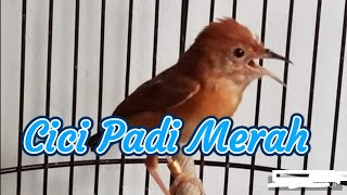 Suara Burung Cici Padi Merah # gacor parah !!!