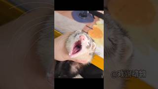 The Snow Marten That Sleeps Like Dead.