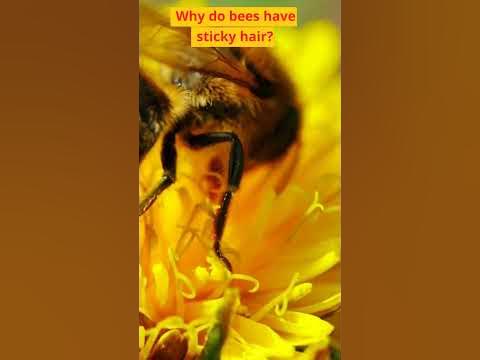 Funny Joke - Why Do Bees Have Sticky Hair? #shorts - YouTube