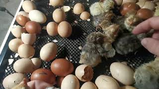 Keltetès, bújtatàs, kelès, leszedès! :) Hatching eggs.