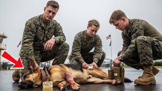 видео: Немецкая овчарка упала в обморок на базе морской пехоты США. То, что морпехи прочитали на её бирк... картинка: Немецкая овчарка упала в обморок на базе морской пехоты США. То, что морпехи прочитали на её бирк...